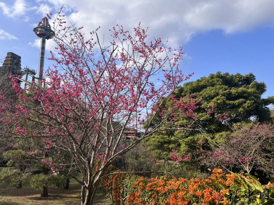 台灣雪櫻綻放！全台唯一賞櫻秘境就在九族文化村（圖：九族文化村 提供）-透视中国