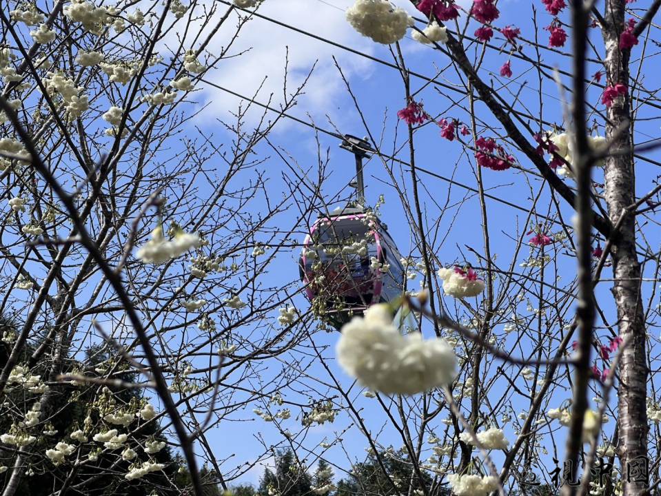 五感體驗新境界！櫻花茶會結合音樂、茗茶與美景（圖：九族文化村 提供）-透视中国